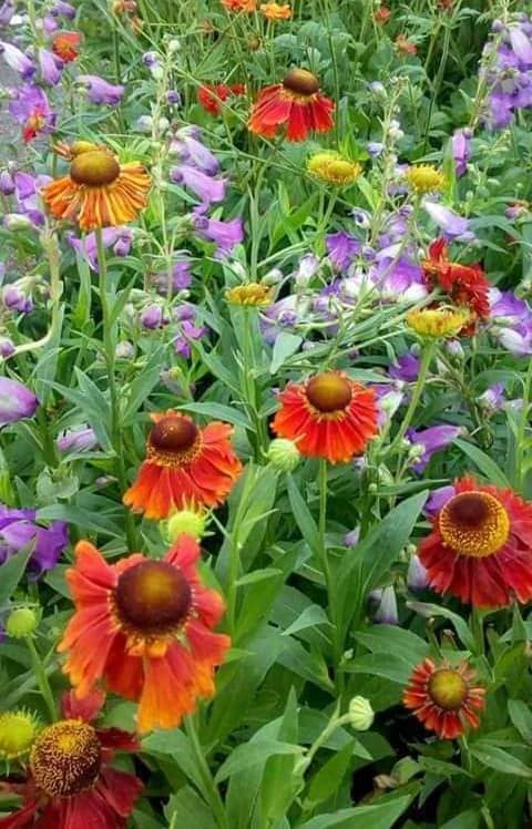 perennial display3